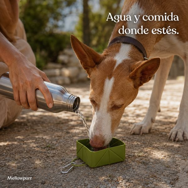 Cuenco Plegable para Perros – Comida y Agua | Mellowpurr