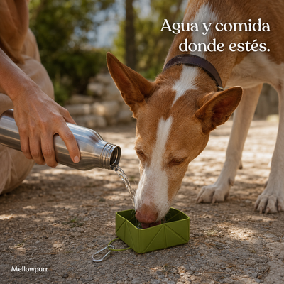 Cuenco Plegable para Perros – Comida y Agua | Mellowpurr