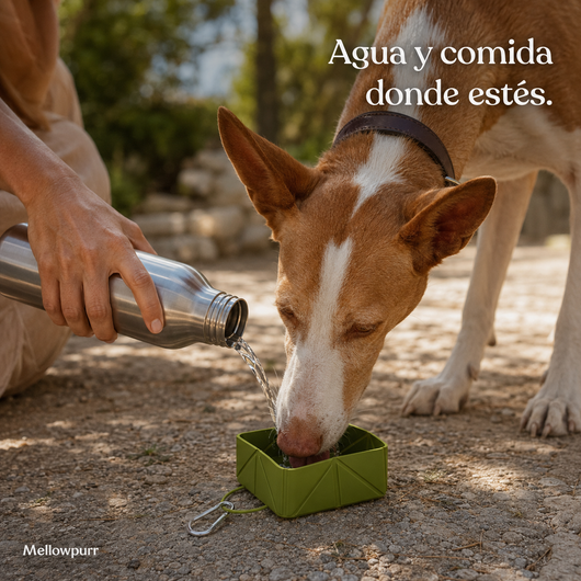 Cuenco Plegable para Perros – Comida y Agua | Mellowpurr