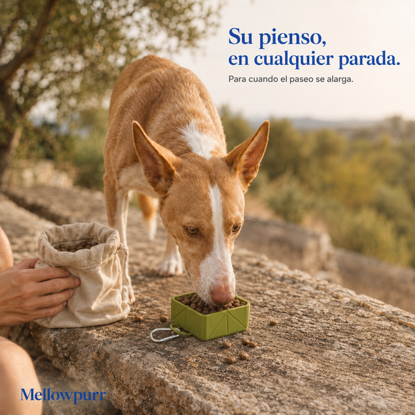 Cuenco Plegable para Perros – Comida y Agua | Mellowpurr